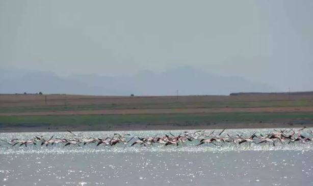 Arin Gölü'nde flamingo şöleni 5